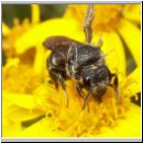 Stelis punctulatissima - Duesterbiene 01 9mm.jpg